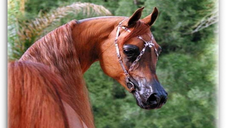 stallions, horses, red, beautiful, brown horses, arabian, animals, nature, brown, ponies, 1080P, red arabian, horse