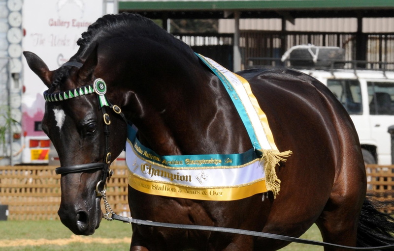 brown, award, arabian, 1080P, horses, beauty, horse, animals, champion, arabian horse