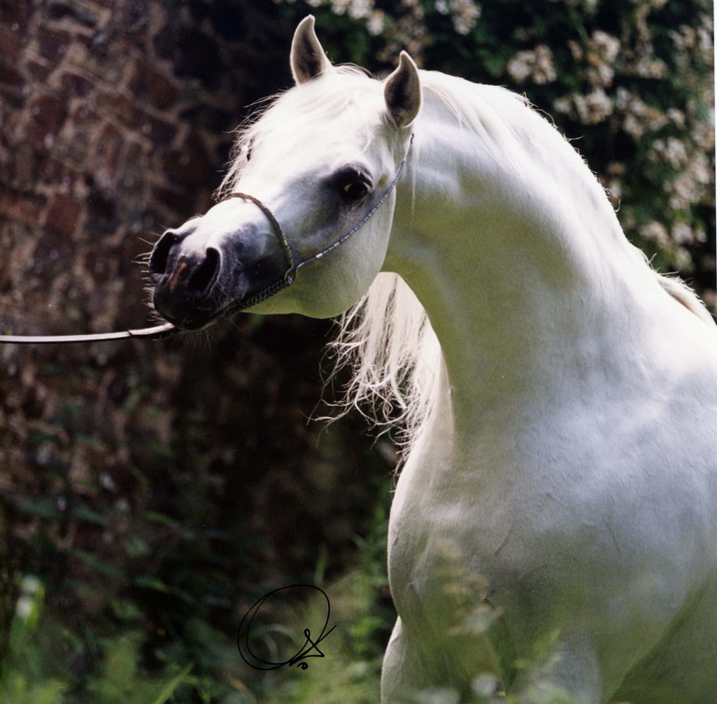 1080P, oriental, animals, stubborn, arabian, horses, white