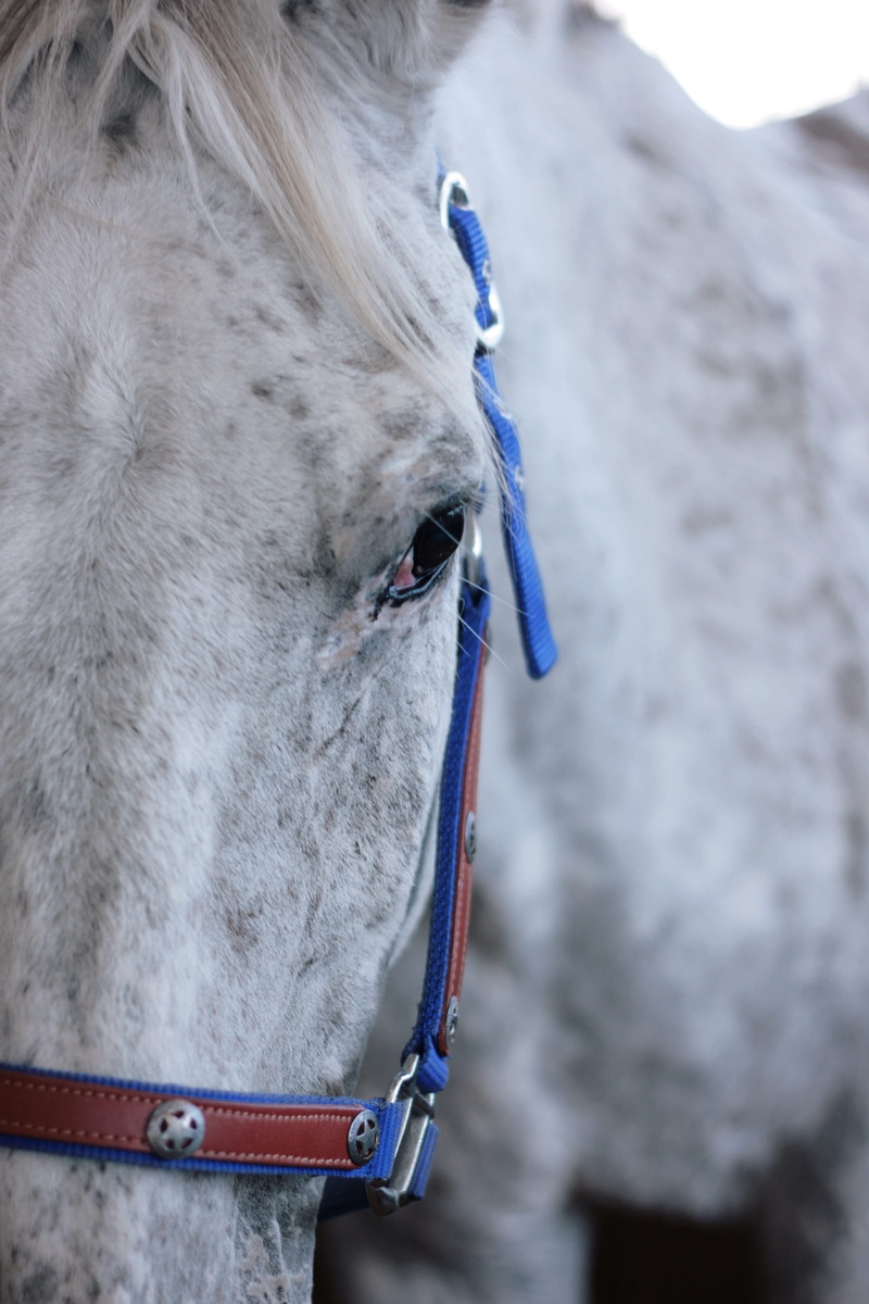 appaloosa, horse, animal head, working animal, animal, animal eye, equestrian, white color, bridle, close-up, one animal, animals, animal body part, horses