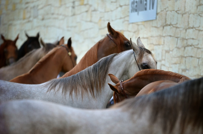 working animal, selective focus, mammal, animal wildlife, animal, brown, vertebrate, domestic, show, herbivorous, breeding, arabian horse, no people, line