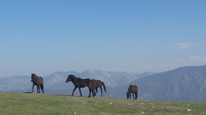 group of animals, vertebrate, asturcon, equestrian, herbivorous, sky, horse, field, 4K, outdoors, grazing, animal themes, grass, livestock, mammal, horses
