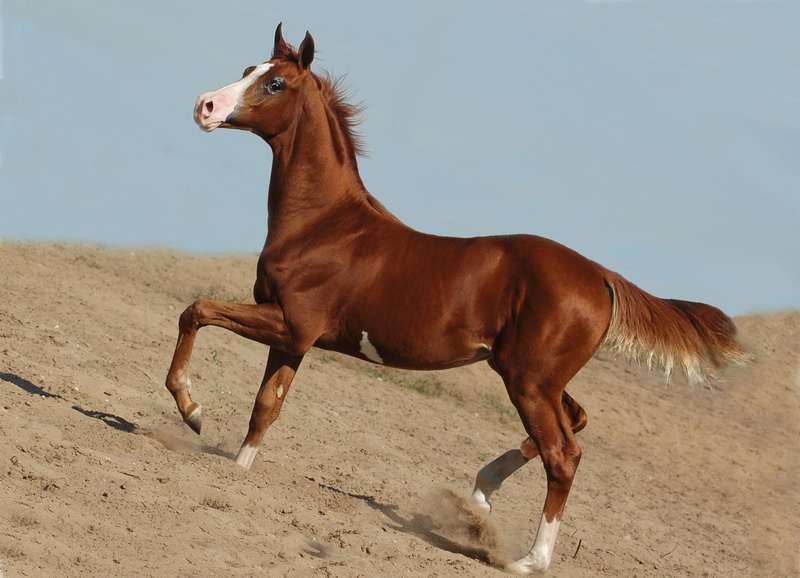 filly, colt, prancing, arabian horses, nature, 1080P, animals