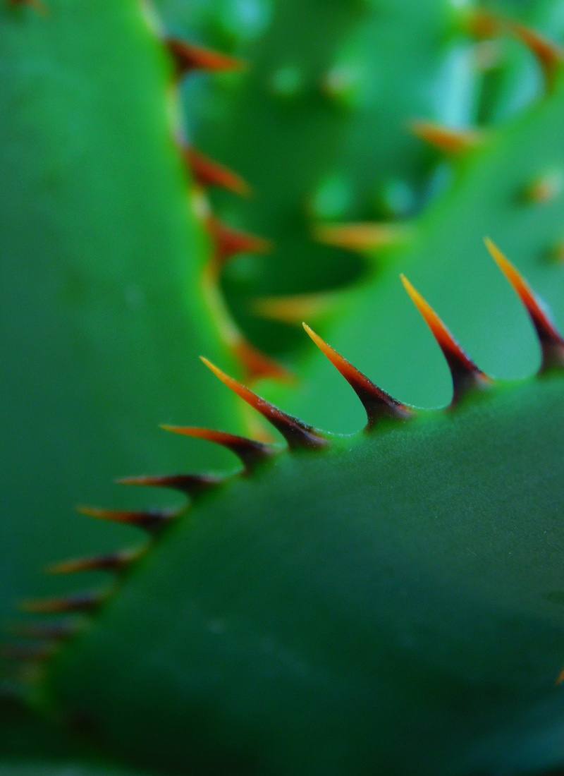 sharp, plant, thorns, green, cactus, 4K, closeup