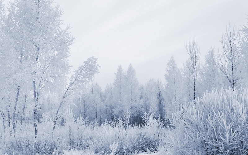 winter, day, cold - Temperature, scenics - nature, 2K, beauty In Nature, snowing, forest, pine Tree, january, woodland, outdoors, rural Scene, fog, frost