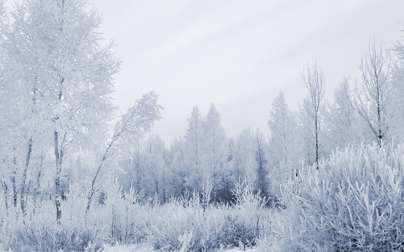 gray hair, 2K, wood, hoarfrost, winter, frost