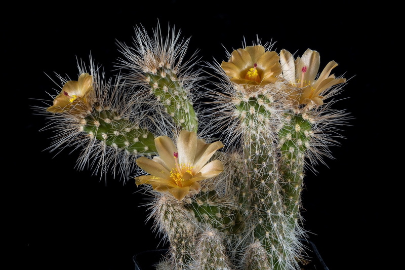 1080P, needles, cactus, black background, yellow flowers, plant, petals, stamens, picture, barb