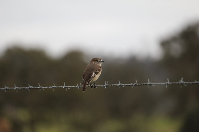 nature, animals in the wild, security, aggression, female, no people, day, protection, animal wildlife, boundary, perch, vertebrate, barbed, barrier, bird