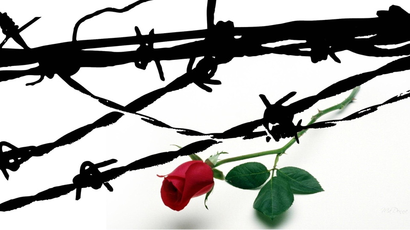 flower, rose, 1080P, widescreen, barbed, abstract, firefox persona, 3d and abstract, wire