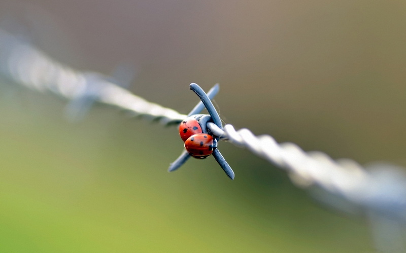 ladybugs, Wire, Barbed, Two, 1080P, Ladybug