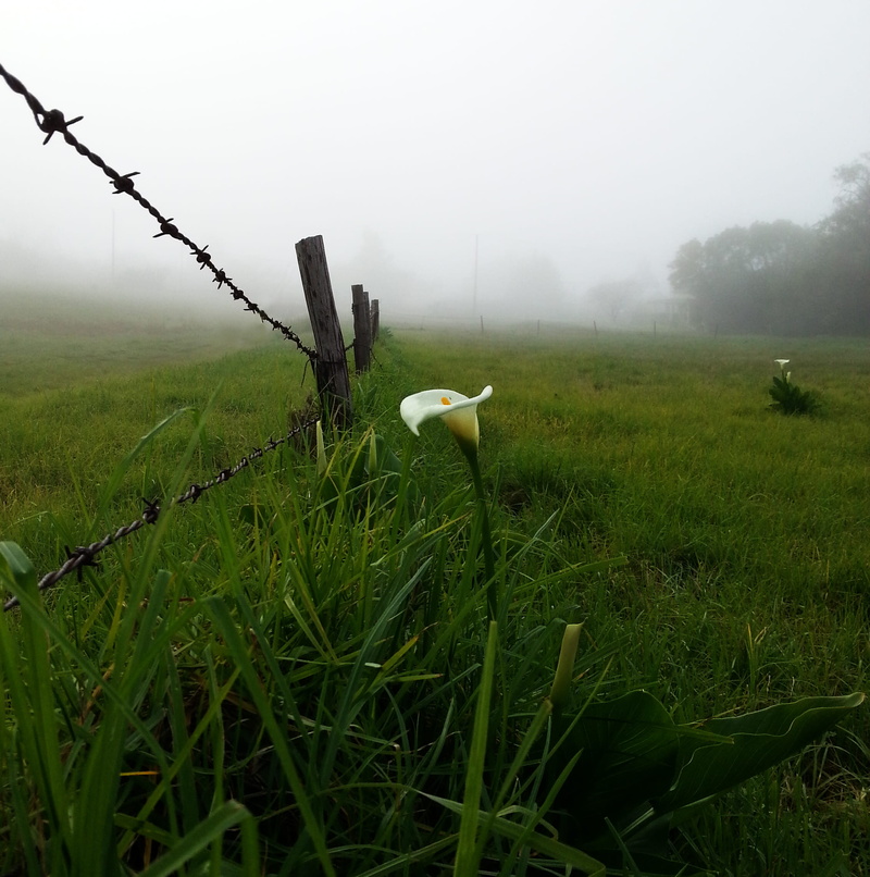 beauty in nature, land, tranquility, day, bird, arum lily, green color, growth, outdoors, 1080P, animal wildlife, mist, animal themes, barbed wire, fence