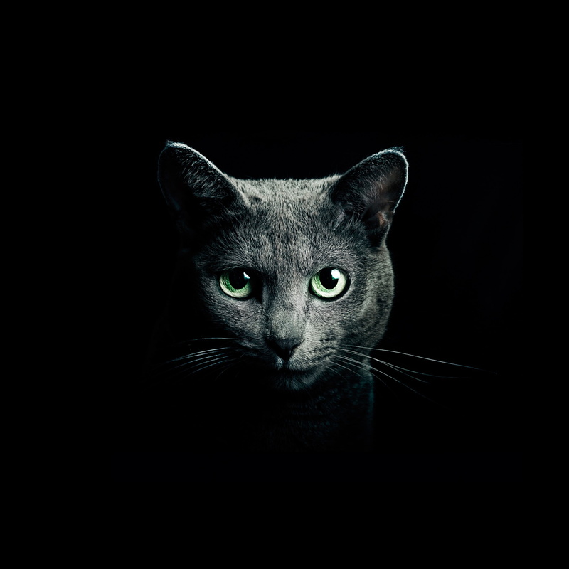 mammal, whisker, one animal, 1080P, feline, blue, indoors, domestic animals, close-up, animal eye, persian, no people, domestic, domestic cat, portrait