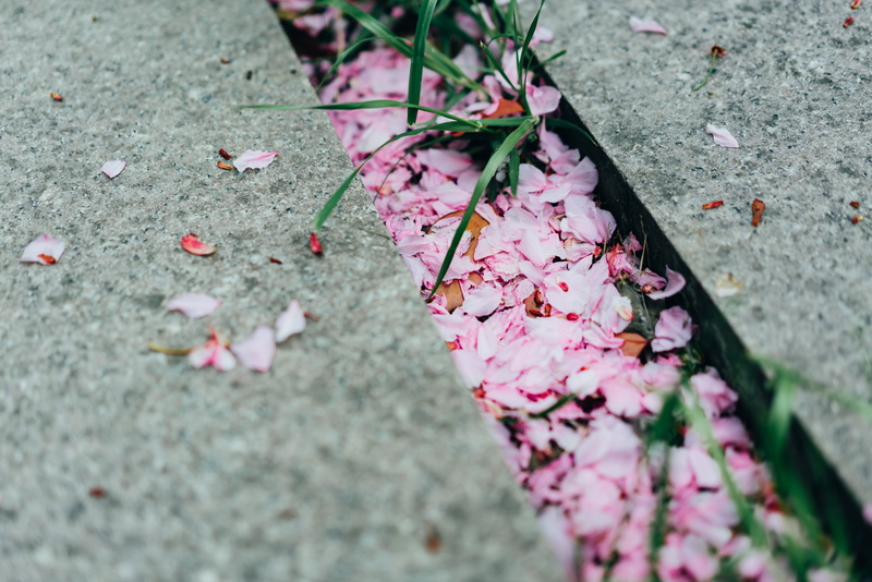 towel, 8K, flagstone, nature, outdoors, art, vulnerability, day, petal, carnation, lily, concrete, freshness, paper, leaf, ground, selective focus, beauty in nature