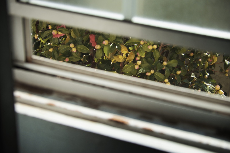 petal, railing, open, urban, shrubs, paper, white, metal, growth, freshness, home, indoors, selective focus, flowering plant, banister, blossom, window
