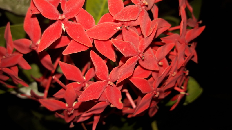patna, leaves, natural condition, flowering plant, autumn, change, amaryllis, vulnerability, anthurium, freshness, no people, day, veins, fragility, nature