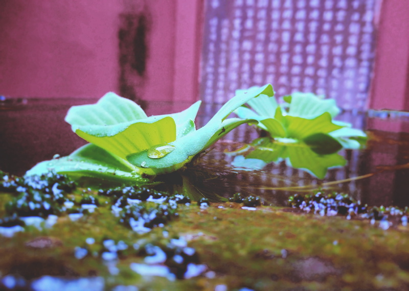lily, planter, beauty in nature, vulnerability, flower, close-up, flowering plant, freshness, soil, growth, no people, day, iris, invertebrate, nature