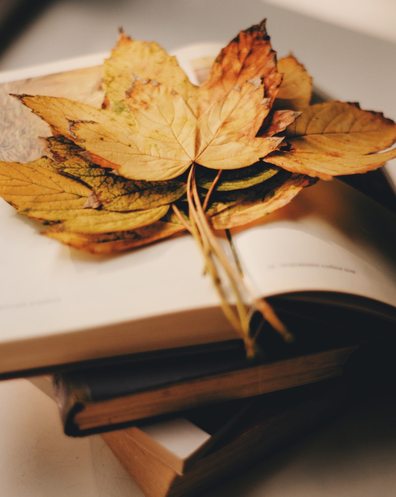 maple leaf, table, leaf, veins, food, ink bottle, origami, paper, wood - material, close-up, tree, ready-to-eat, blue jay, gold, 4K, selective focus, bird