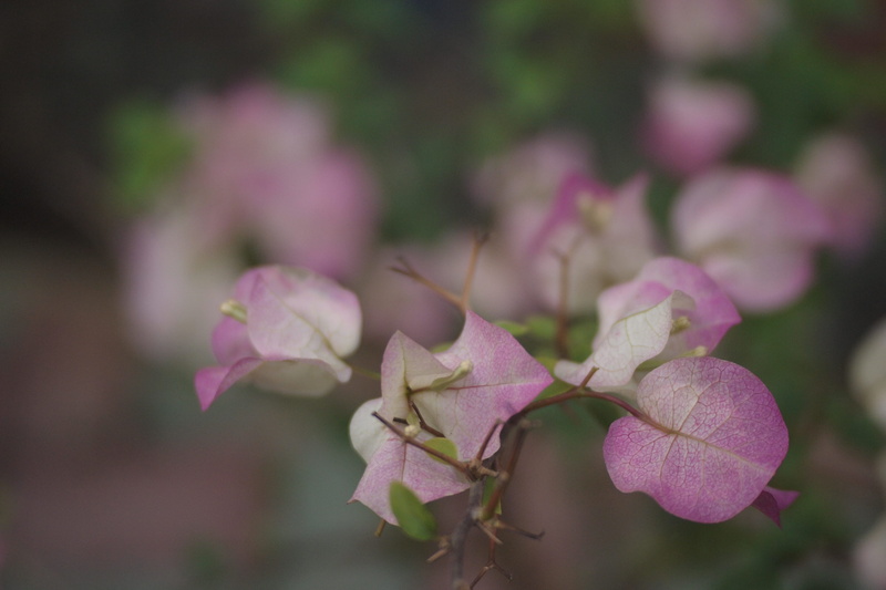 outdoors, insect, leaf, acanthaceae, fragility, plant part, plant, planter, freshness, flower head, animal, 4K, close-up, growth, day, origami, focus on foreground