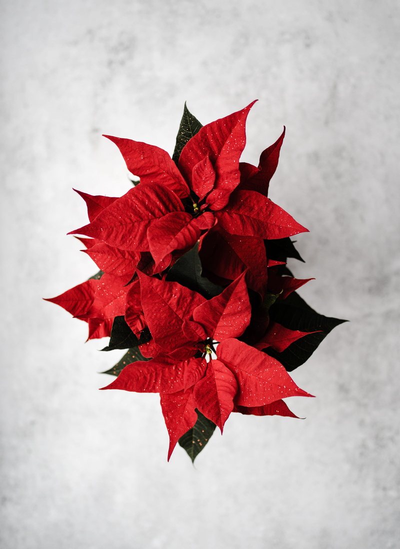 confetti, flower, leaves, outdoors, goldfish, art, fish, growth, leaf, poinsettia, animal, beauty in nature, gladiolus, paper, freshness, focus on foreground