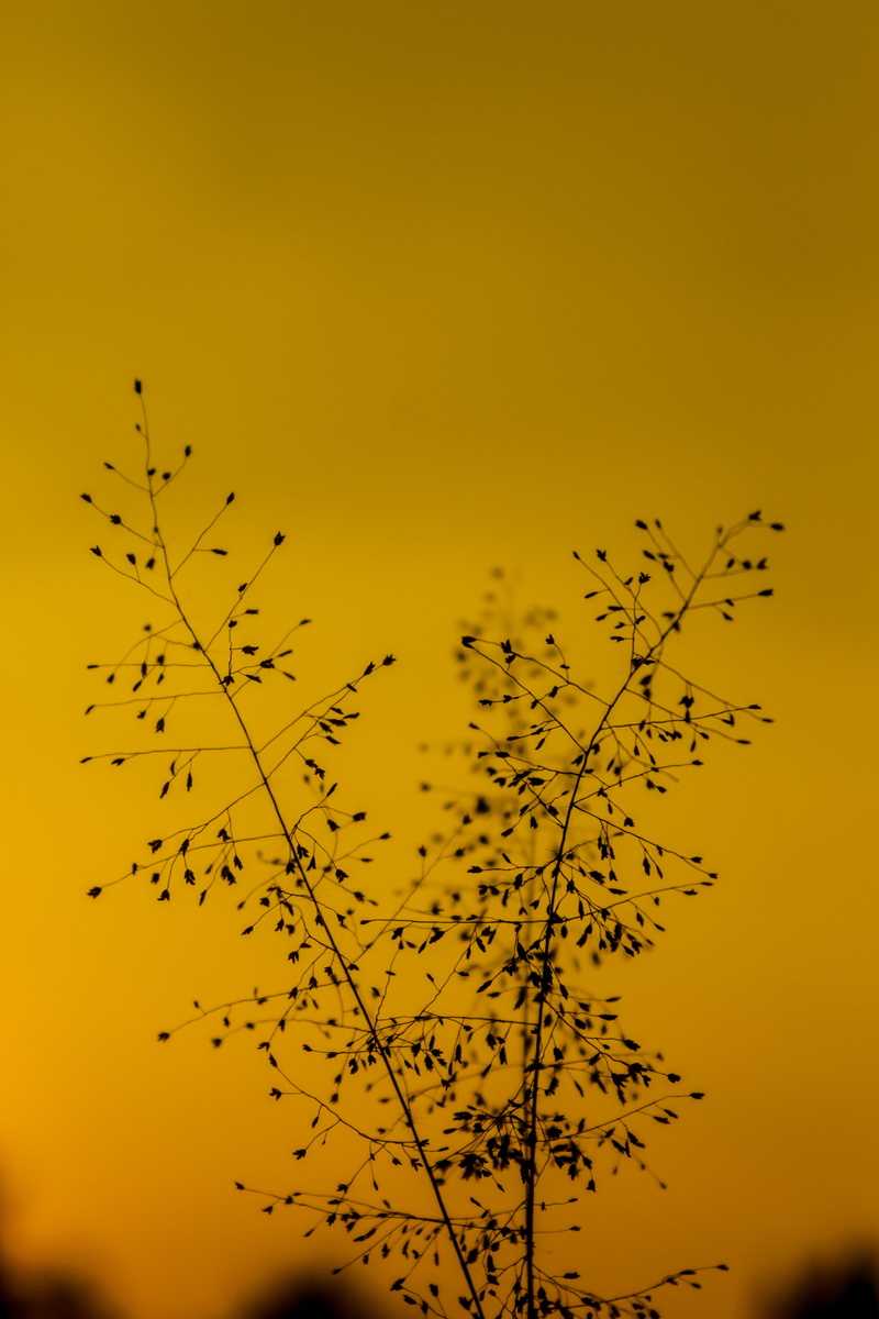 no people, sunset, bird, yellow, petaled, paper, group of animals, texture, flock of birds, vertebrate, tranquility, animal wildlife, leaf, crow, confetti