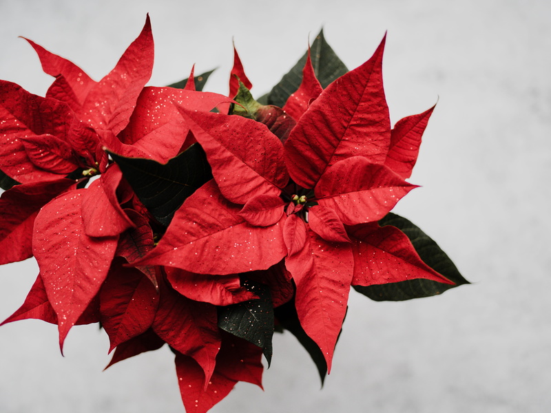 close-up, flowering plant, nature, leaves, vulnerability, red, art, plant part, plant, natural condition, fragility, inflorescence, outdoors, growth, poinsettia