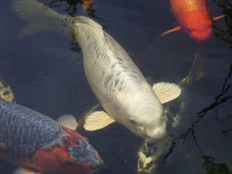sea, marine, carp, school of fish, koi carp, vertebrate, animal, swimming, water, outdoors, fish, animal themes, no people, sea life, koi pond, underwater