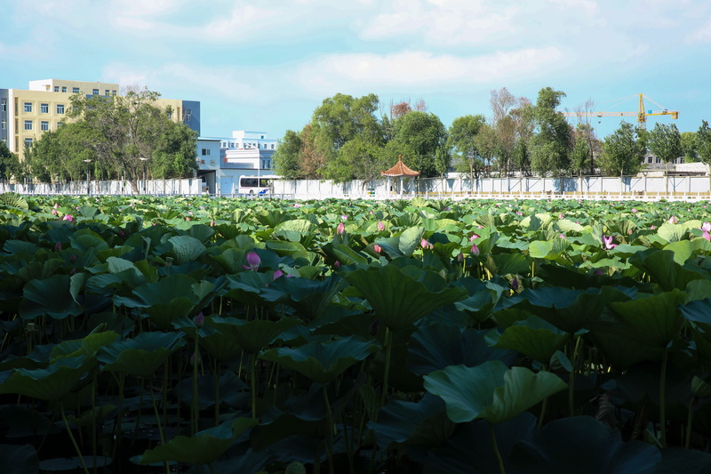 green color, water, no people, day, outdoors, built structure, cloud - sky, building exterior, lotus water lily, growth, water lily, floating on water