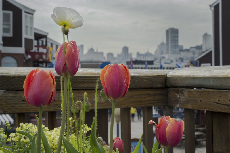 architecture, flowers, bud, outdoor, beauty in nature, travel, san francisco, inflorescence, lotus water lily, building exterior, no people, plant, freshness