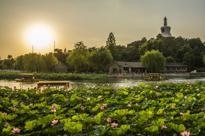 lotus water lily, architecture, sun, place of worship, plant, no people, lake, building, landscape sunset, growth, water lily, building exterior, beauty in nature