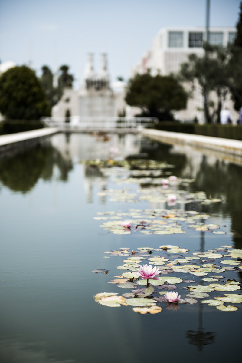 flowering plant, focus on foreground, historically, beauty in nature, fragility, waterfront, portugal, fountain, lisbon, 5K, floating on water, lotus water lily