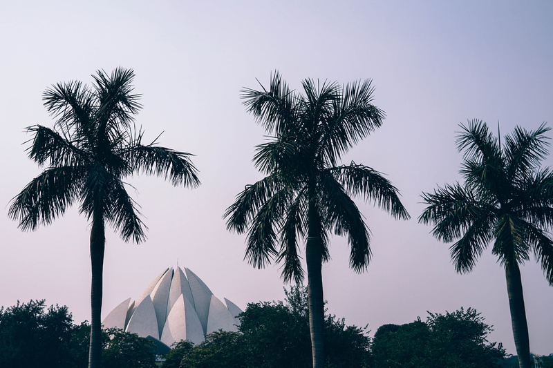 trees, trunk, beautiful, exterior, design, 5K, coconut palm tree, bahai temple, tree, architecture, spiritual, park, nature, coconut trees, idyllic, tranquility