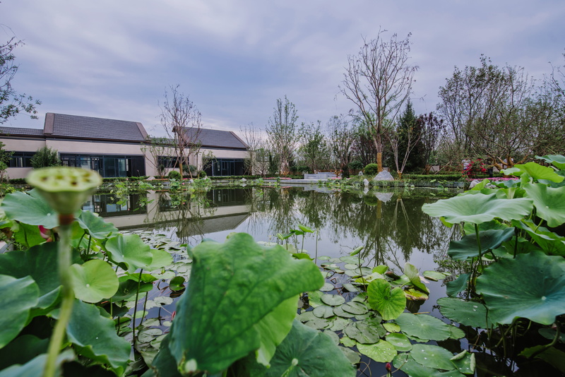 architecture, nature, day, demonstration area, plant part, villa, leaf, pond, lotus water lily, growth, floating on water, reflection, outdoors, beauty in nature