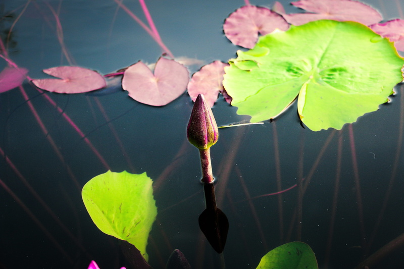 day, bangladesh, flowering plant, growth, nature, flower, leaves, plant part, floating, green color, outdoors, no people, leaf, chittagong, 5K, beauty in nature