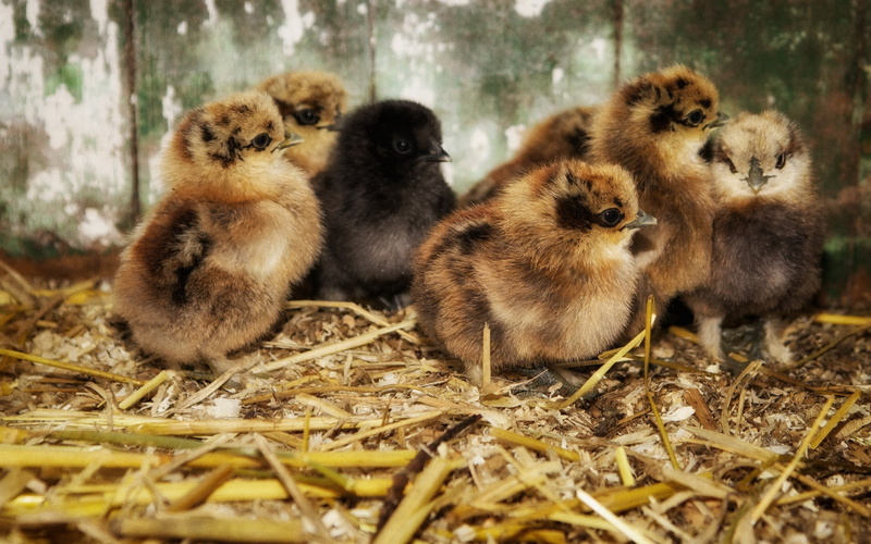 pets, chickens, young Bird, small, vertebrate, cochin, 2K, animal, animals in the wild, hatching, yellow, young Animal, animal themes, medium group of animals