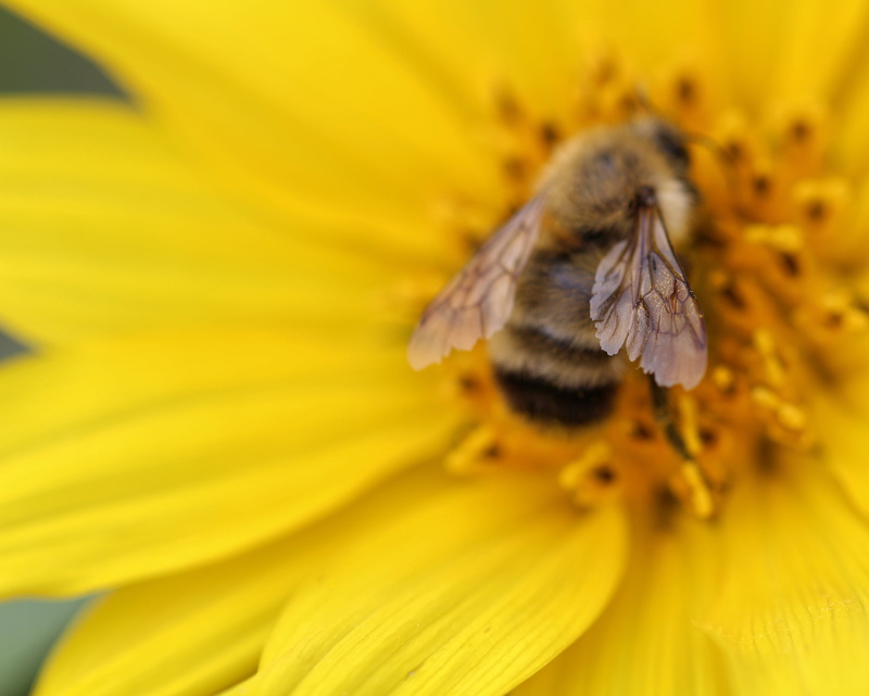 Macro, honey, Saskatchewan, pollen, Flower, time, day, Cochin, yellow, nature, bumble, on top, SK, springtime, Kids, insect, Canada, honey Bee, close-up