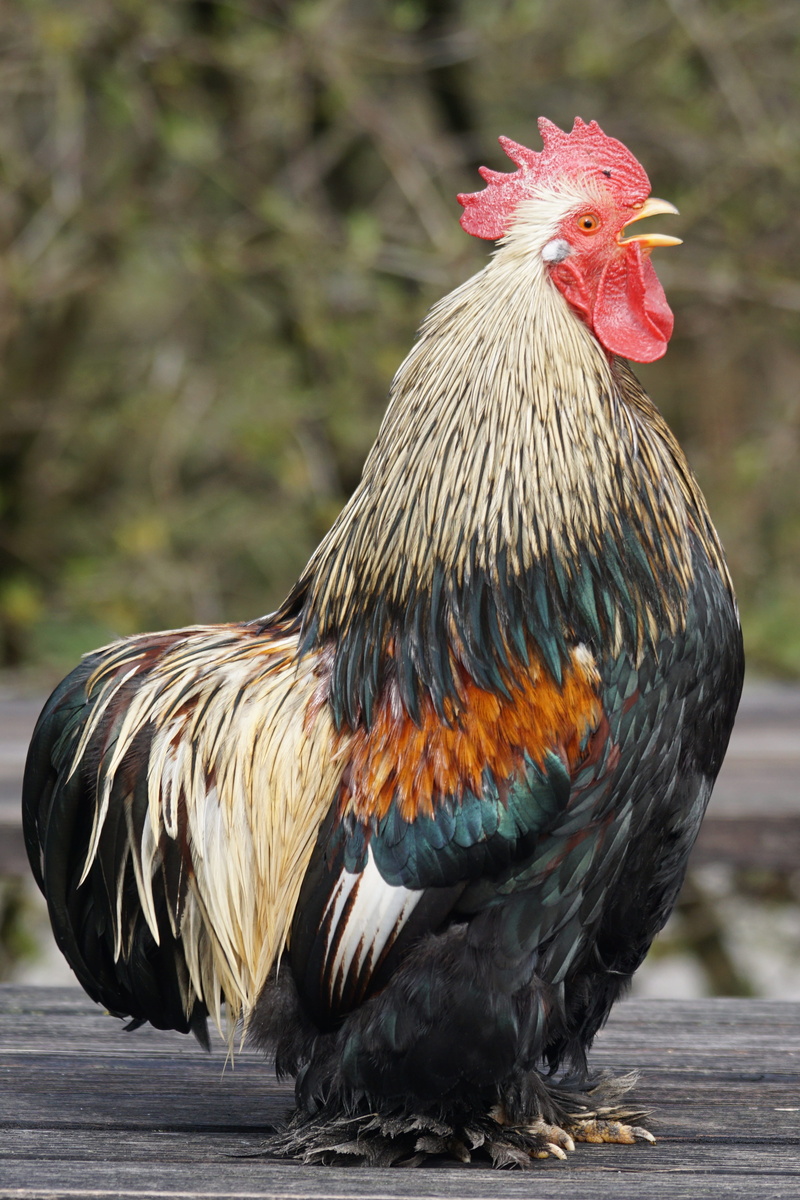 mammal, one animal, no people, focus on foreground, domestic animals, china, black, trustful, closeup, chicken - bird, domestic, hahn, day, vertebrate