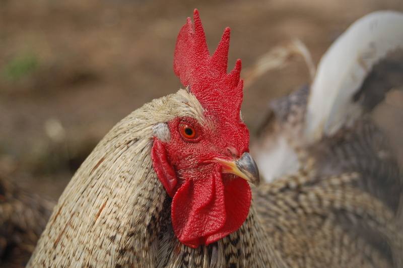 the hen, animal head, animals, roosters, cock, domestic animals, birds, poultry, pets, 2K, male animal, at the court of, domestic, animal themes, cochin