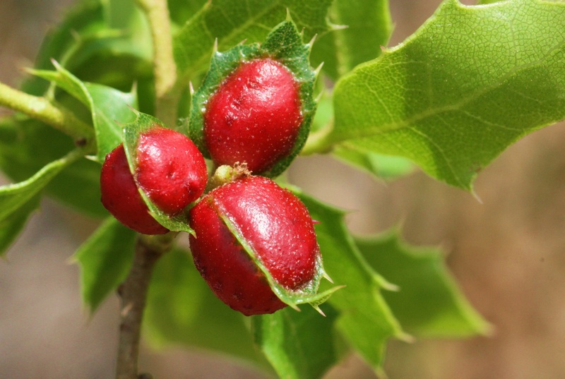 fruit, red, plant part, close-up, ripe, green color, nature, plant, day, kermes oak, wellbeing, leaf, berry fruit, organic, 2K, focus on foreground, outdoors