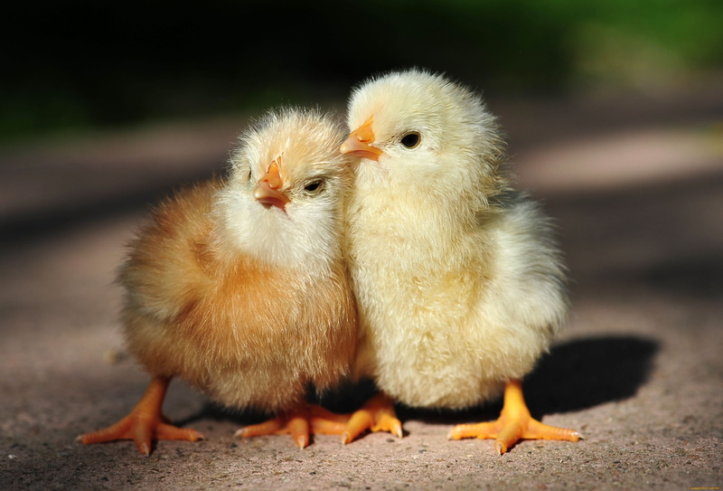 grass, bird, poultry, young Animal, agriculture, group of animals, kids, close-up, focus on foreground, 2K, two, baby Chicken, feather, free Range, beak