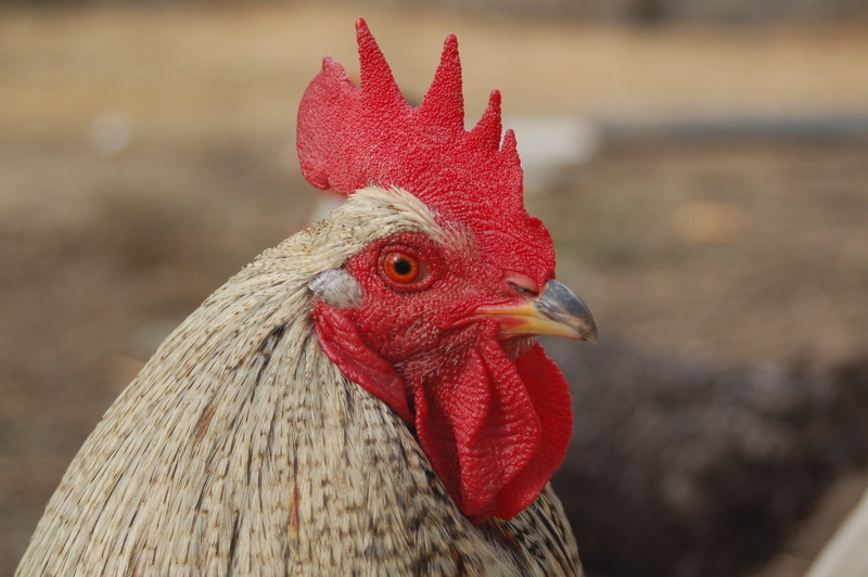 chicken, red, animals, cock, roosters, no people, one animal, nature, 2K, domestic animals, outdoors, animal, birds, comb, pen, rooster, close-up, livestock
