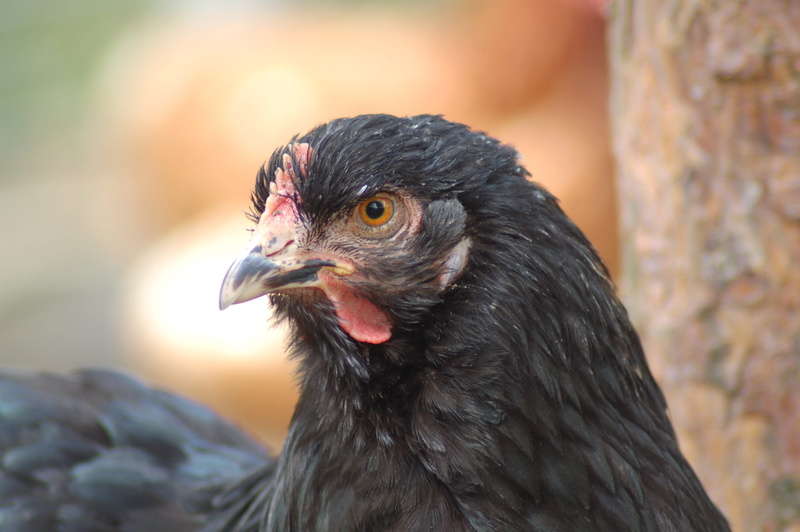 pen, birds, looking, close-up, animal body part, animal themes, animal head, animals in the wild, vertebrate, domestic fowl, eye, animals, focus on foreground