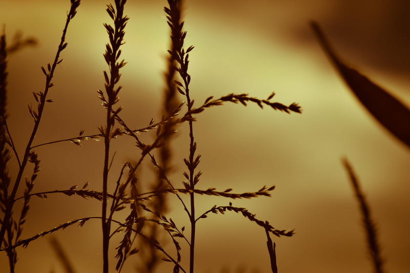 growth, close-up, corn, golden, littleton, day, scenics - nature, nature, crop, tranquility, plant stem, stalk, focus on foreground, sunlight, october