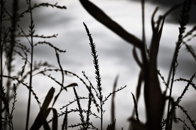 security, wire, crops, focus on foreground, bare tree, nature, close-up, silhouette, corn, boundary, denver botanic gardens chatfield farms, 5K, barrier