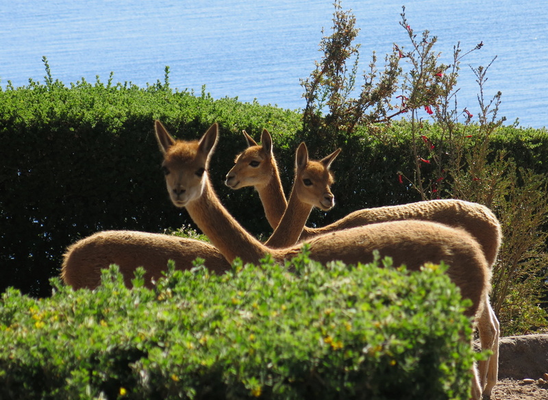 animals, 2K, grass, vicuna, threesome, one animal, animal wildlife, domestic animals, animal, lake titicaca, pets, mammal, water, vicugna vicugna, peru