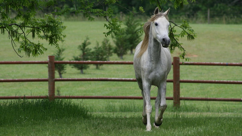 stallion, vertebrate, pet, horse, pony, barrier, horses, animal wildlife, grey, head, rural, plant, pets, wild, animal themes, one animal, domestic, equine
