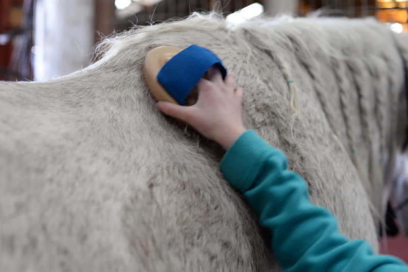 domestic animals, horse, winter, one person, child, selective focus, barn, hand, human body part, indoors, childhood, clothing, stables, one animal, real people
