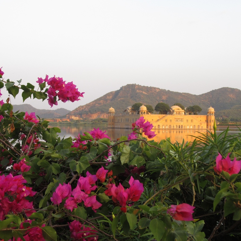 water, 2K, mountain, flower head, plant, freshness, jal mahal, communication, fragility, outdoors, text, jaipur, day, beauty in nature, vulnerability