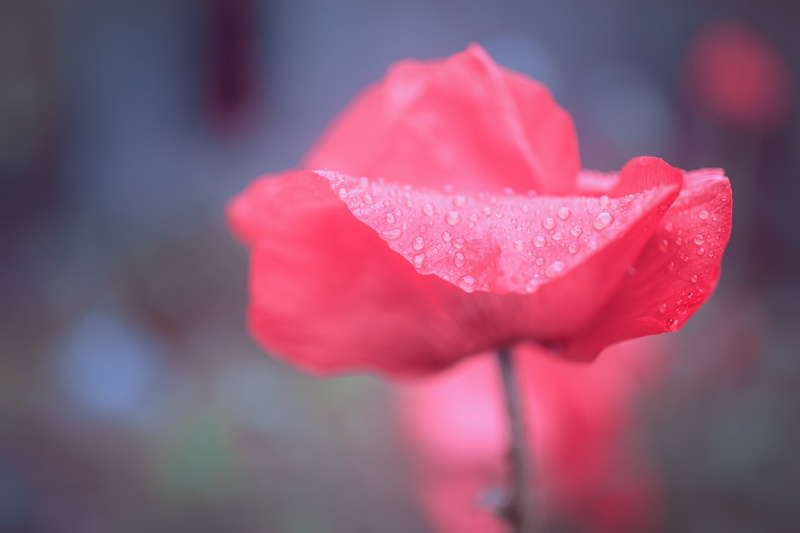 Water, Depth of field, rose, Canon EOS 5D Mark III, 35 mm, Sweden, shallow focus, close-up, Flora, Sverige, flower Head, USM, DoF, Drops, Uppsala län, Canon EF