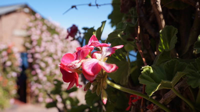 inflorescence, leaf, plant part, flower head, pink color, titicaca, freshness, beauty, flower, llachon, growth, peru, nature, fragility, pink, springtime