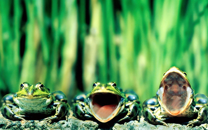 chorus, frogs, animals, tenors, singing, art, 720P, hd, three